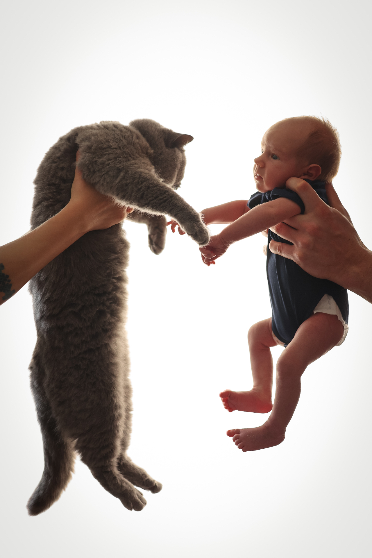 Newborn baby meeting a grey British shorthair cat in a high-key portrait